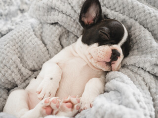 Cute puppy lying on the bed in the living room. Clear, sunny day. Close-up, indoors. Studio photo. Day light. Concept of care, education, obedience training and raising pets