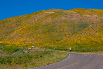 California Golden Orange and wild yellow flowers during a wildflower superbloom near Carrizo Plain National Monument, California USA