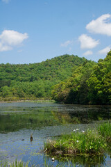 深泥池の花菖蒲