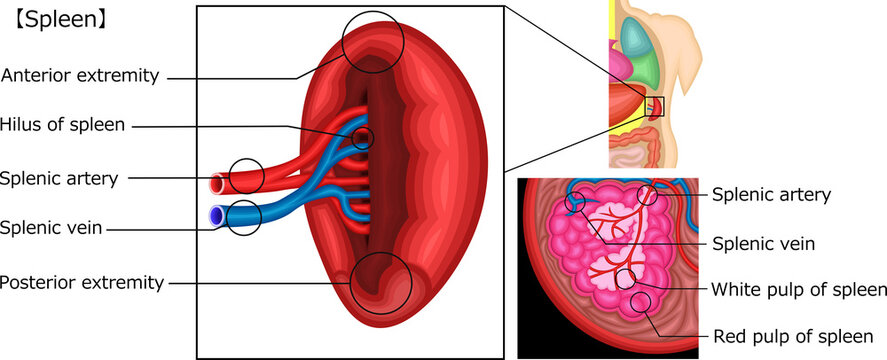 Splenic Artery Diagram