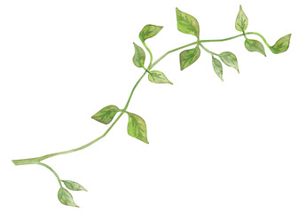 Watercolor drawing, leaves branches fresh herbs. Illustration for the design of gifts, cards and packaging.