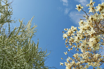 青空を背に咲くユキヤナギとハクモクレン