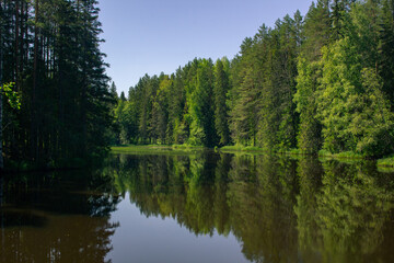 Fototapeta na wymiar Beautiful river in the forest