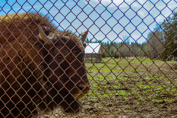 Bizone behind the fence, eye in the grid
