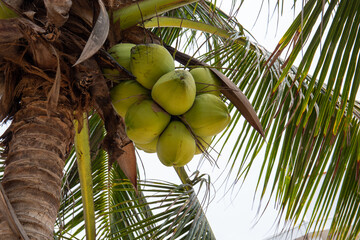 Fototapeta premium coconut tree with coconuts