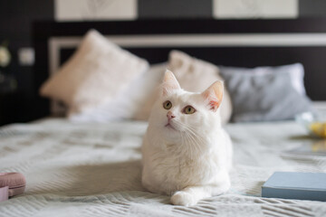 Cute white fluffy cat is lying on the bed next to a book