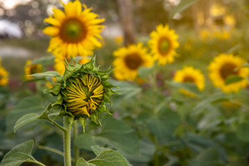Beautiful young sunflower in a natural background, the center of a growing unrevealed flower, petals close-up, a circle of a large fresh bright flower in the garden.