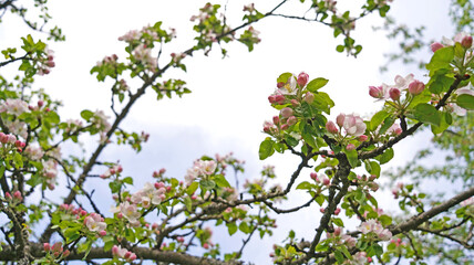 Pink flowers and bud of Wild Apple tree. Spring background with Apple tree blossom.