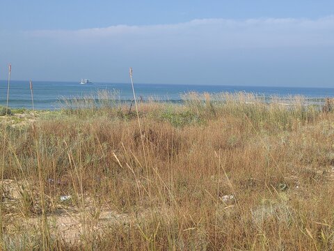 dunes and grass