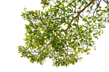 Green leaf or branch isolated on white background.