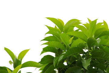 Green leaf or branch isolated on white background.