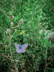 Azure butterfly among the grass