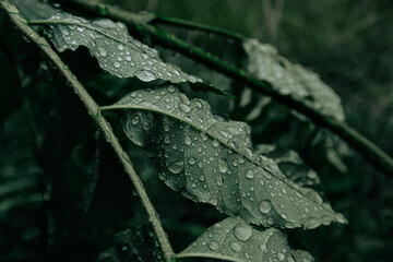 Foliage texture and transparent drops spheres