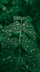 Rose leaves bent under the weight of raindrops