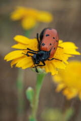 Mylabris hieracii. Beetle in their natural environment.