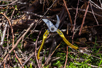 garden shears on the branches of a tree, a mountain of branches secateurs, garden work, chopping firewood, cleaning the garden, a garden tool