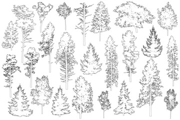 Set of coniferous and deciduous trees for architecture and landscape design, line drawing, contour. Vector illustration - obrazy, fototapety, plakaty