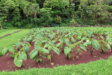 taro field