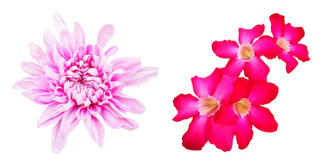Fototapeta na wymiar Desert rose and Chrysanthemums flower blooming isolated on transparent background with clipping path. Beauty in nature, Tropical plant, pink flora, Adenium and Bouquet of flora. png with transparency