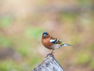 Common chaffinch, Fringilla coelebs, sits on a tree. Common chaffinch in wildlife.