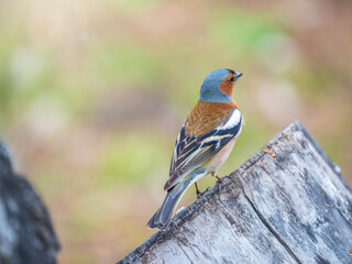Common chaffinch, Fringilla coelebs, sits on a tree. Common chaffinch in wildlife.