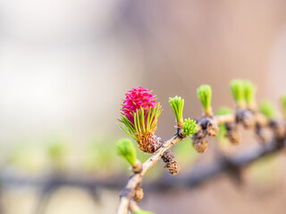 Larch tree fresh pink cones blossom at spring on nature background