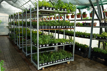 Plant nursery for sale in pots. Landscaping of the garden and terraces. Selling flower seedlings in pots