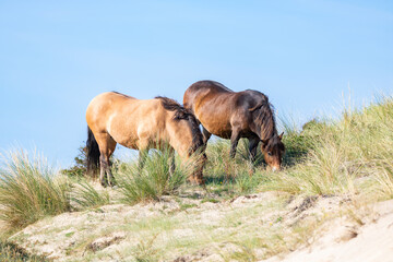 
wild horses in the dunes
