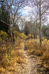 golden autumn. beautiful autumn forest. path through the forest