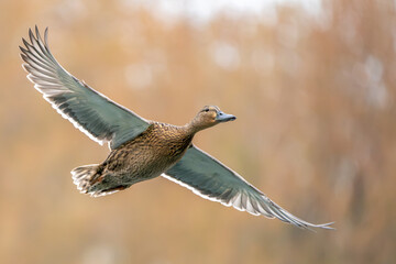 Mallard duck in flight (Anas platyrhynchos)