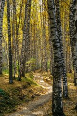 birch grove. golden autumn. beautiful birches
