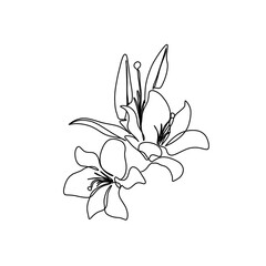 Fototapeta premium Flower and plant continuous single line art drawing. Lily flower minimal art style. Lily flower continuous line art illustration.