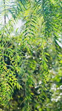 Green tree leaves. Schinus Molle.