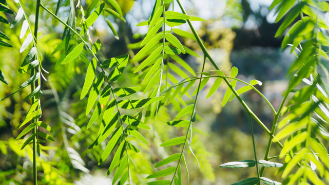 Green tree leaves. Schinus Molle.