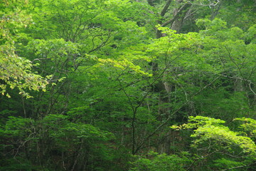 Landscape photo of a beautiful green forest.