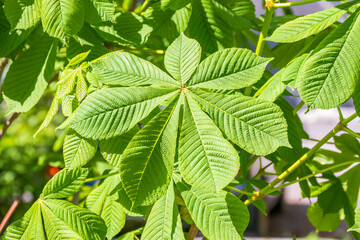 Green Chestnut Leaves in beautiful light. Spring season, spring colors.