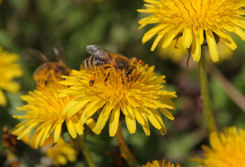 Honey bee collects pollen and nectar from flowers in the meadow in flight. Spring honey is tasty and good for health.