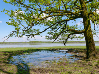 Tranquill view of the trees by the lake shore near the village of Muzilovcica, Lonjsko Polje Nature Park, Croatia