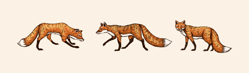 Fototapeta premium Wild red fox set. Forest ginger animal flying and jumping. Vector Engraved hand drawn Vintage sketch for label or poster. Generative AI