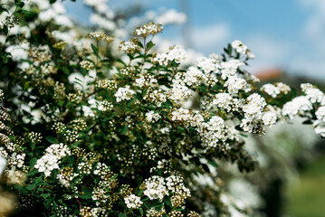 white flowers bushes trees white blossoms green leaves spring flowers blue sky