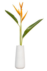 Heliconia flower in white vase on isolated transparent background.