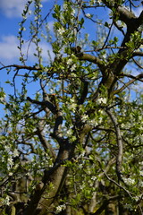 Bloom Apple Tree in Spring in the Old Country at the River Elbe, Lower Saxony