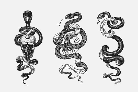 Set of snakes. Pythonidae or python. Boinae or boas or boids. Eastern racer or Coluber constrictor. Indian cobra or spectacled or Asian or binocellate. Engraved hand drawn in old sketch, Generative AI