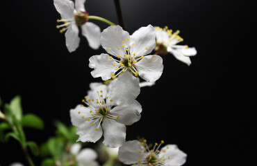 Young Blossoming Flowers On A Twig With Blurred Green Leaves Isolated Over Black Closeup Stock Photo 

