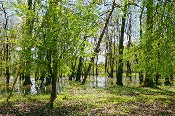 View of the trees and swamp near the village of Muzilovcica, Lonjsko Polje Nature Park, Croatia