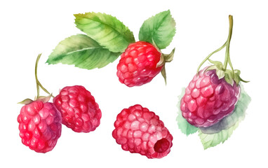 set vector watercolor illustration of ripe red raspberries isolated on white background Generative AI