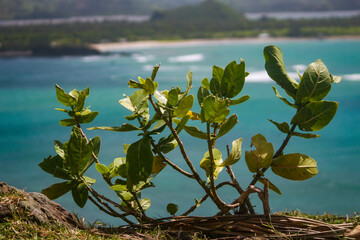 A plant on the edge of cliff next to the sea in Mandalika, Lombok Island, Indonesia