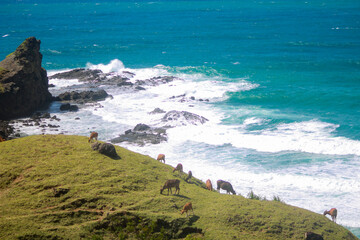 The herd of cow on the hill next to the indian ocean in Mandalika, Lombok Island, Indonesia