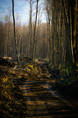 Obraz premium In the woodn