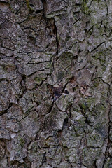 Bark of tree. Bark pattern is seamless texture from tree. For background wood work, Bark of brown hardwood. Nature, trunk, tree, bark, hardwood, trunk, tree.